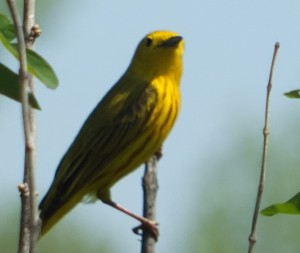 Yellow bird out of focus